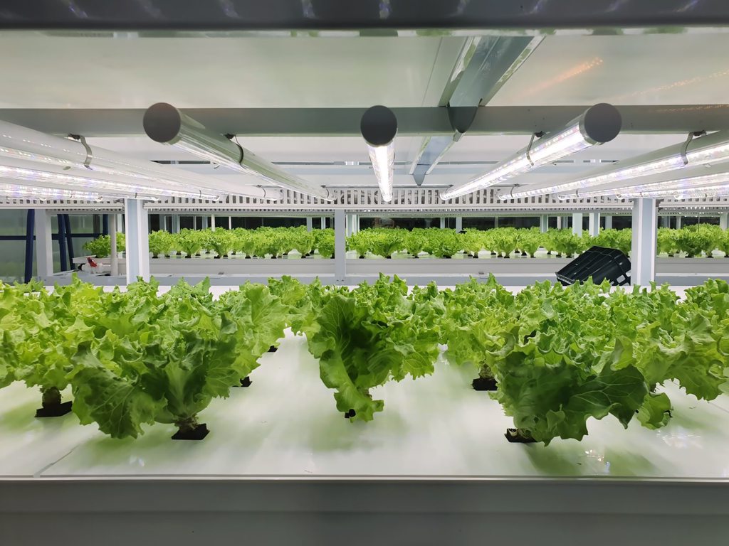 Lighting - Horticulture Lighting - Horticulture