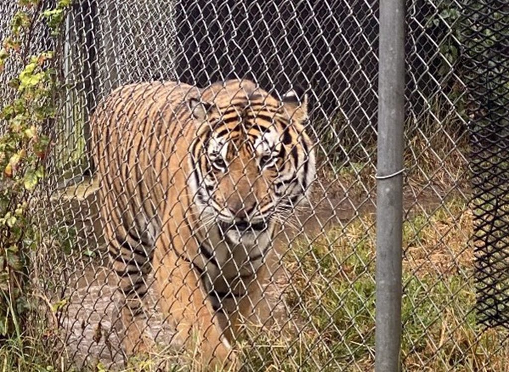 Caroline Tiger Rescue